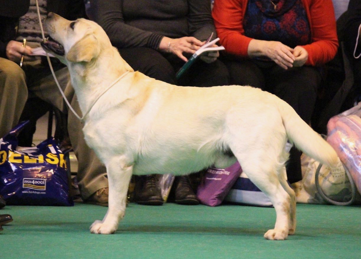 WIggle crufts