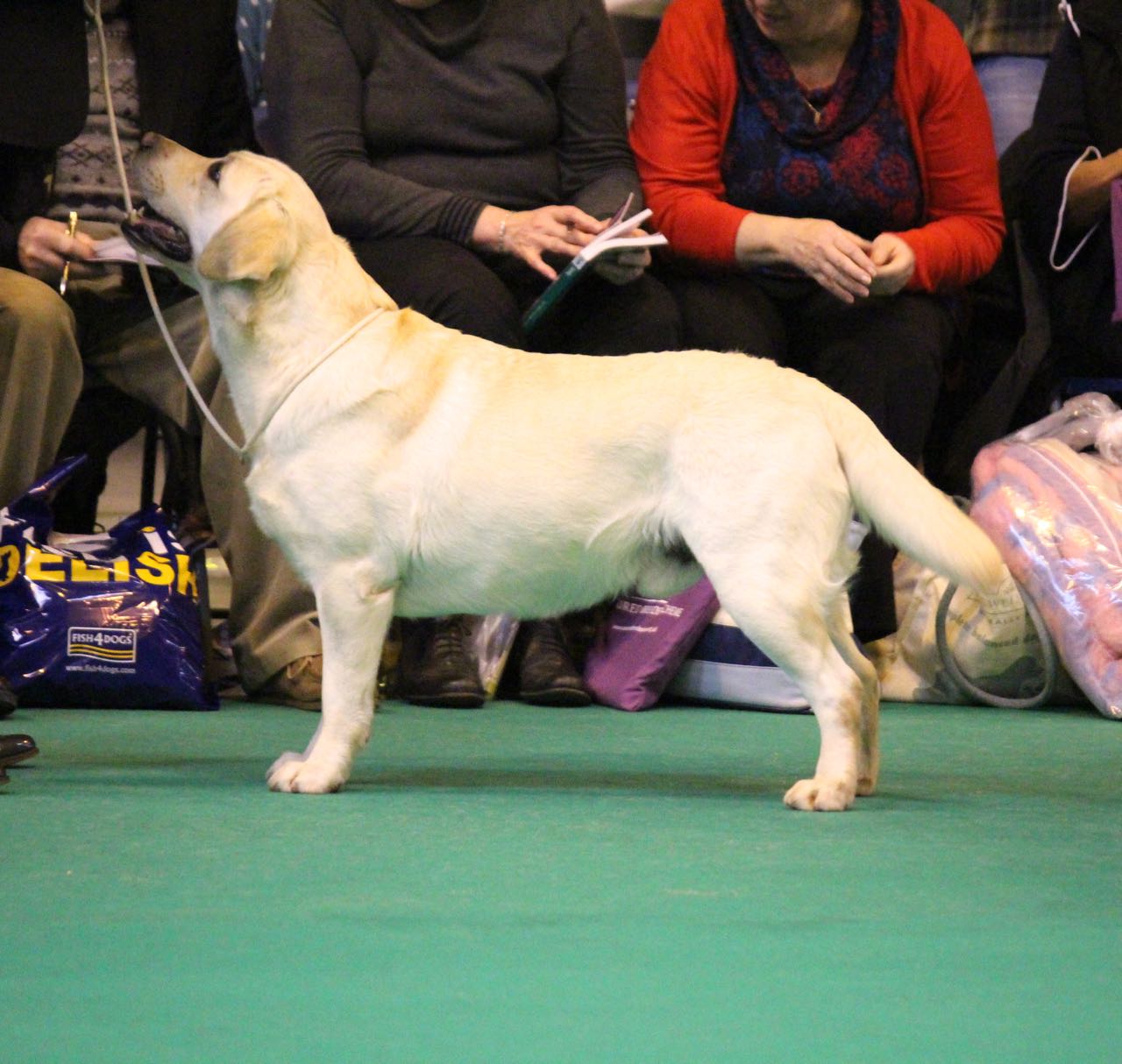 WIggle crufts