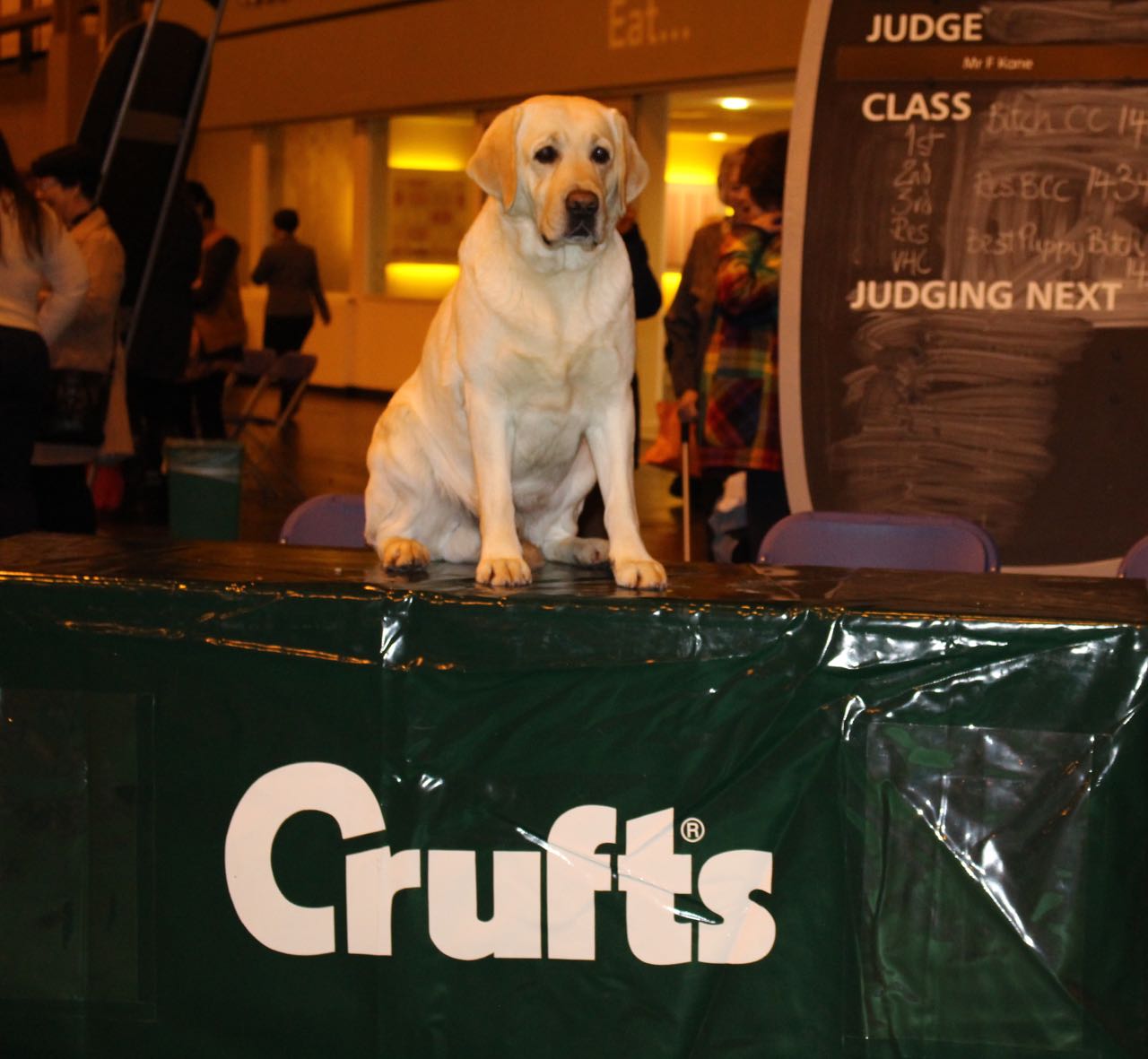 Wiggle crufts 2